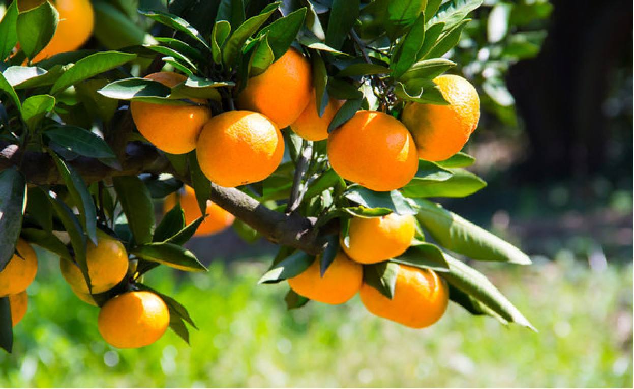 柑橘都什么时候使用水溶肥